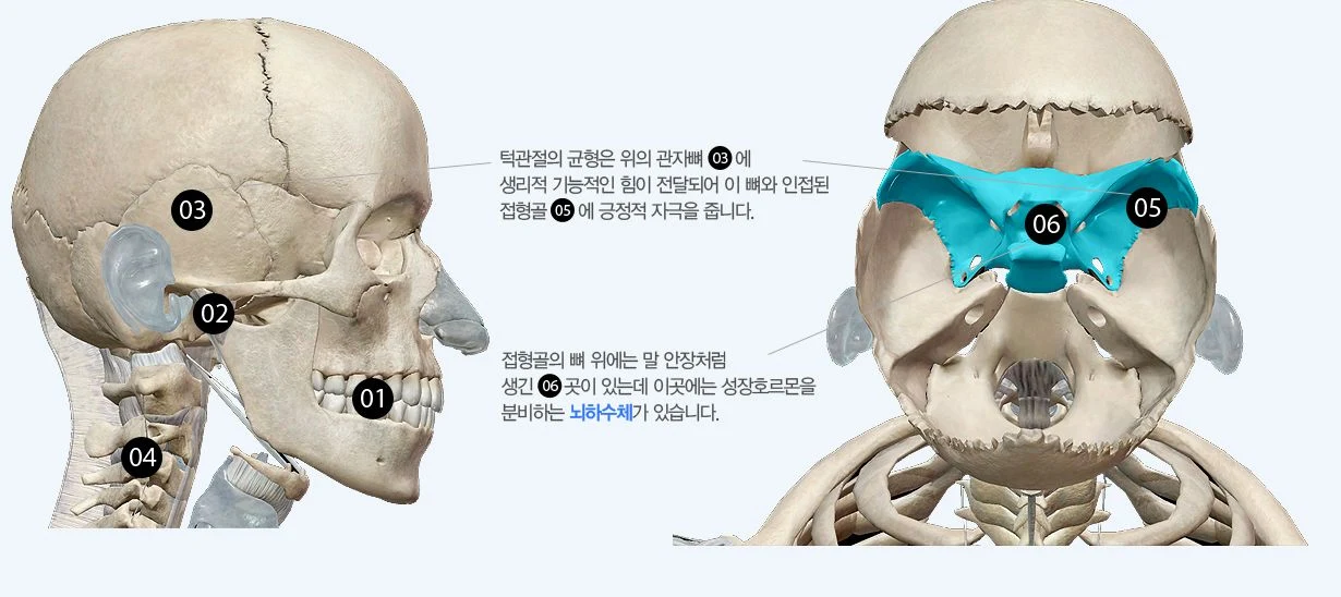 두개골 측면과 정면에서 턱관절·관자뼈·접형골의 위치를 번호로 표시한 해부 도해