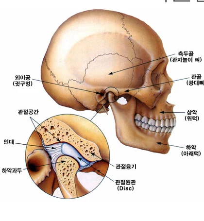 두개골에서 턱관절의 위치와 주변 구조를 표시한 해부 도해
