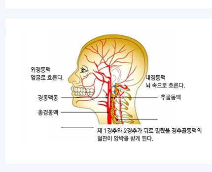 머리와 목 주변의 신경·혈관 주행을 나타낸 해부 도해